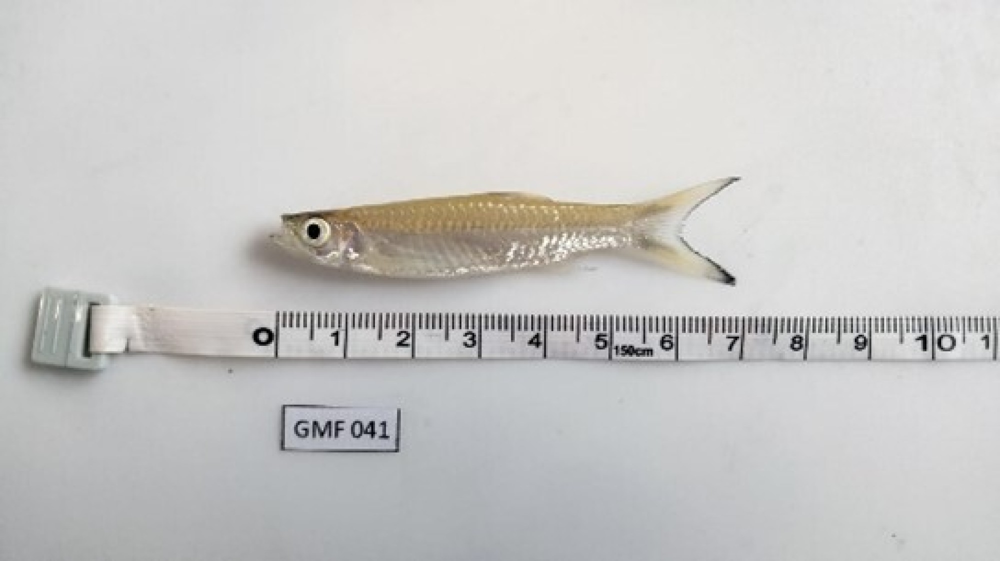 Xotinim uni menga birinchi marta eshakda qanday berdi